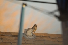 Toxostoma curvirostre