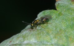 Miscogastrinae