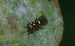 Miscogastrinae