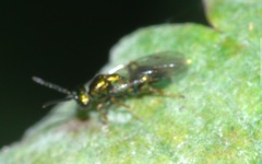 Miscogastrinae