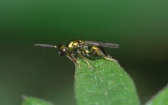 Miscogastrinae