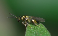 Miscogastrinae