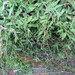 Brachiaria epacridifolia - Photo Ningún derecho reservado, subido por Bat