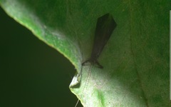 Mystacides azureus