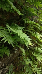 Polypodium