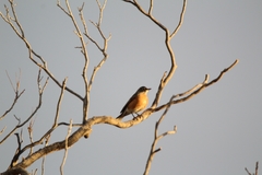 Turdus migratorius