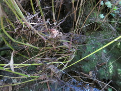 Lecomtella madagascariensis image