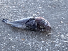 Astroscopus y-graecum