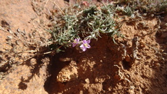 Spergularia fimbriata