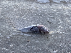 Astroscopus y-graecum