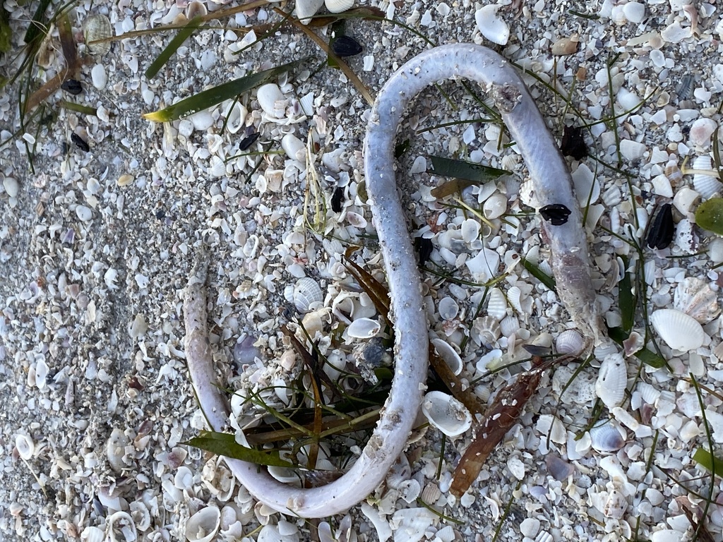 Whip Eel