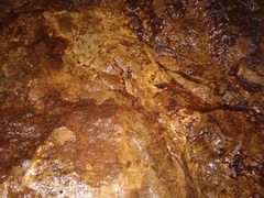 Pachyrhamma acanthocerum