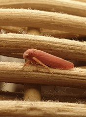 Trocnadini