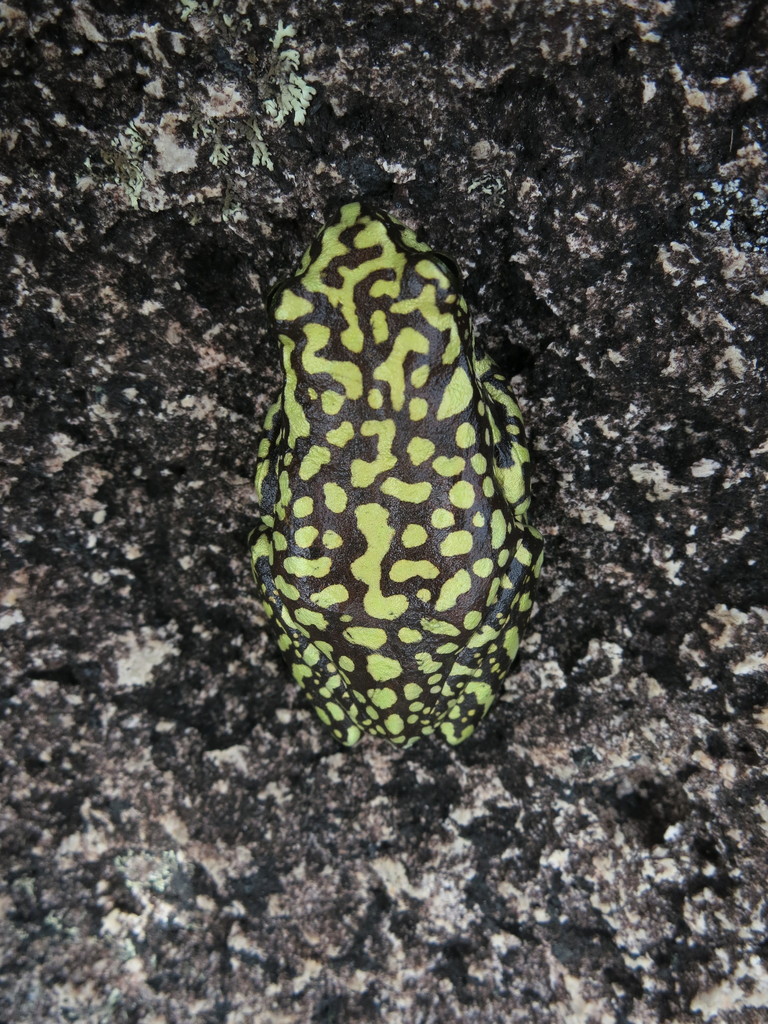 Andinrgitra Bright-Eyed Frog