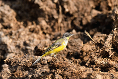 Motacilla flava feldegg