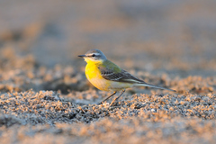 Motacilla flava beema