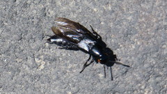Creophilus oculatus