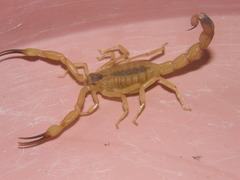 Tityus stigmurus