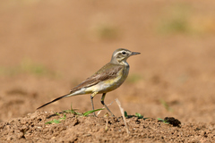 Motacilla flava beema