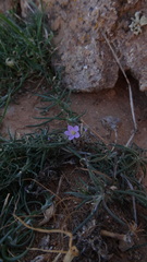 Spergularia fimbriata