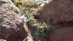 Spergularia fimbriata