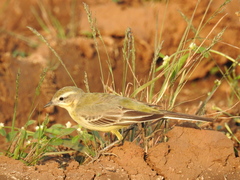 Motacilla flava beema