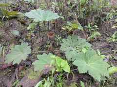 Gunnera brephogea