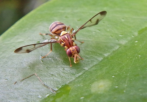 Melon Fly