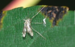 Pentaneurini