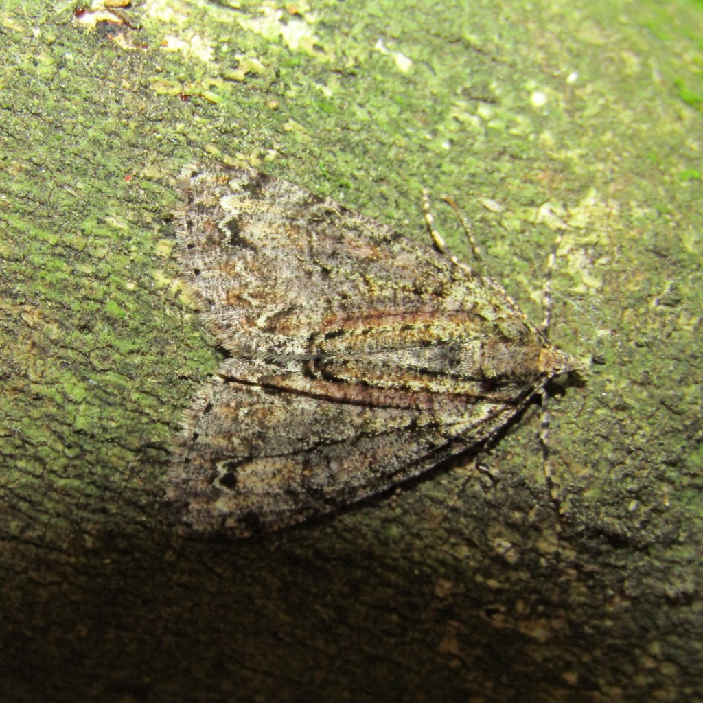 Common Forest Looper from Northland, Wellington 6012, New Zealand on ...