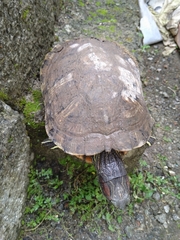 Trachemys scripta
