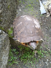 Trachemys scripta
