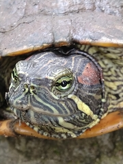 Trachemys scripta