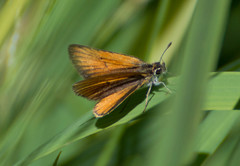 Ancyloxypha nitedula