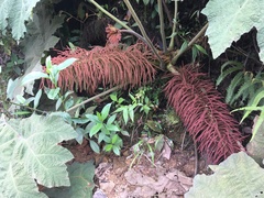 Gunnera brephogea