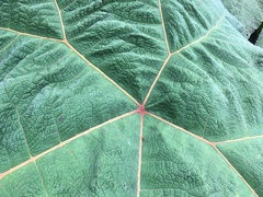 Gunnera brephogea