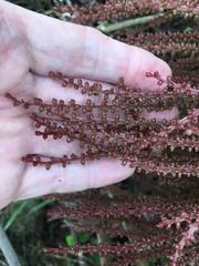 Gunnera brephogea