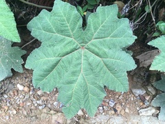 Gunnera brephogea