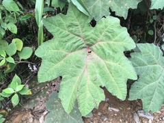 Gunnera brephogea