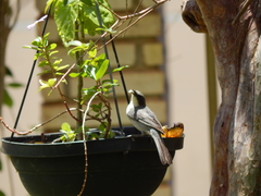 Microspingus cinereus