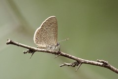 Pseudonacaduba sichela