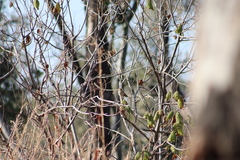 Chondestes grammacus