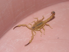 Tityus stigmurus