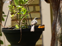 Microspingus cinereus