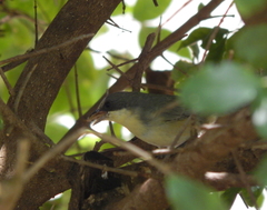 Microspingus cinereus