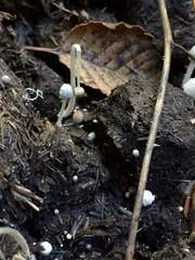 Coprinopsis stercorea