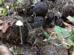 Coprinopsis stercorea