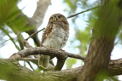 Glaucidium capense