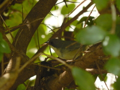 Microspingus cinereus