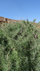 Asparagus pastorianus